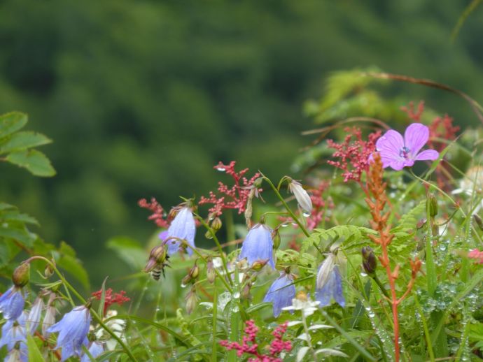 雨に濡れ生命を感じさせる植物