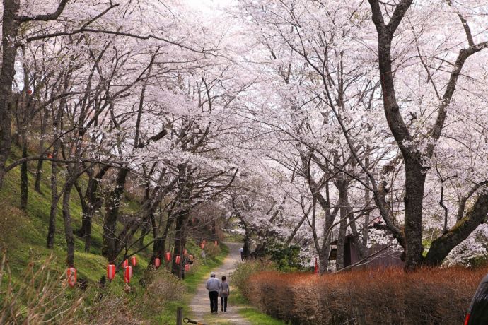 芦野御殿山の桜