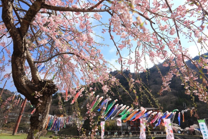 板室温泉・こいのぼりと桜