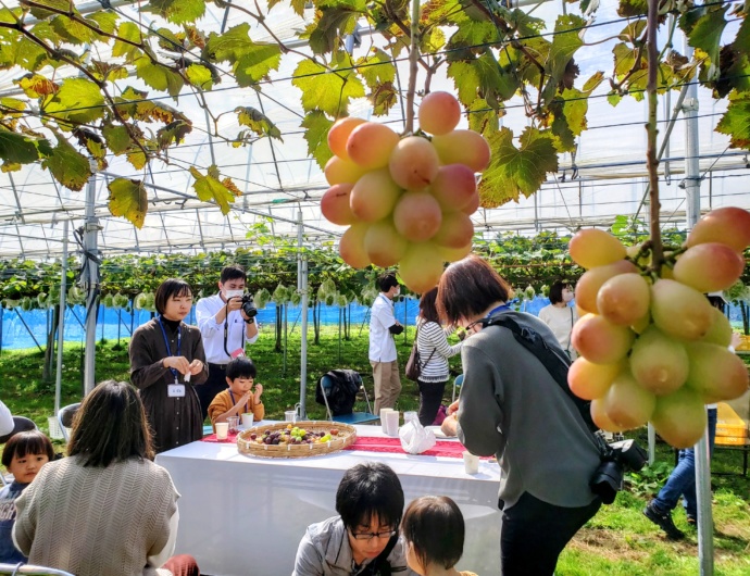 移住者交流会のぶどう収穫体験の様子