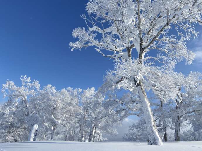 雪で白く染まった地面と樹々