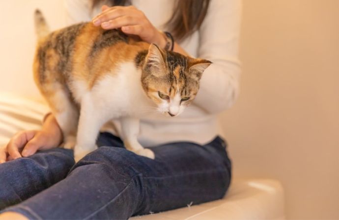 「保護猫カフェ285（にやご）」の室内でくつろぐ猫とお客さん