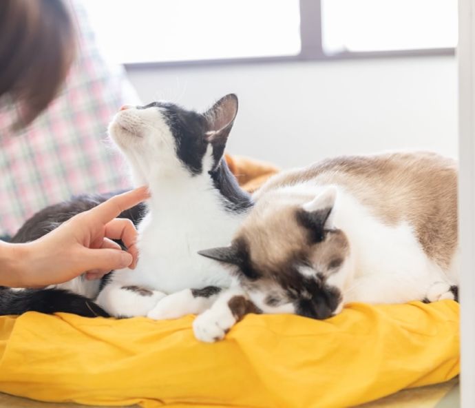 「保護猫カフェ285（にやご）」の室内でくつろぐ猫たちとお客さん