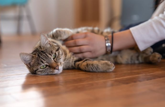 「保護猫カフェ285（にやご）」の室内でくつろぐ猫とお客さん