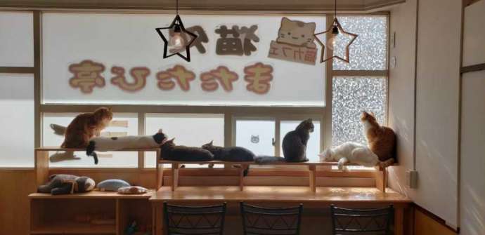 「猫処またたび亭」の内観風景