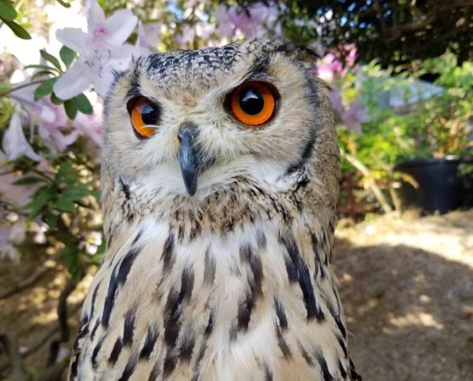 猫カフェねこひげにいるミミズクの写真