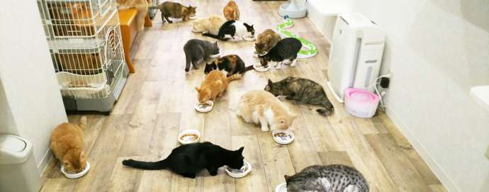 大阪府大阪市にある「譲渡型保護ねこカフェねこの木」の猫たちの食事風景