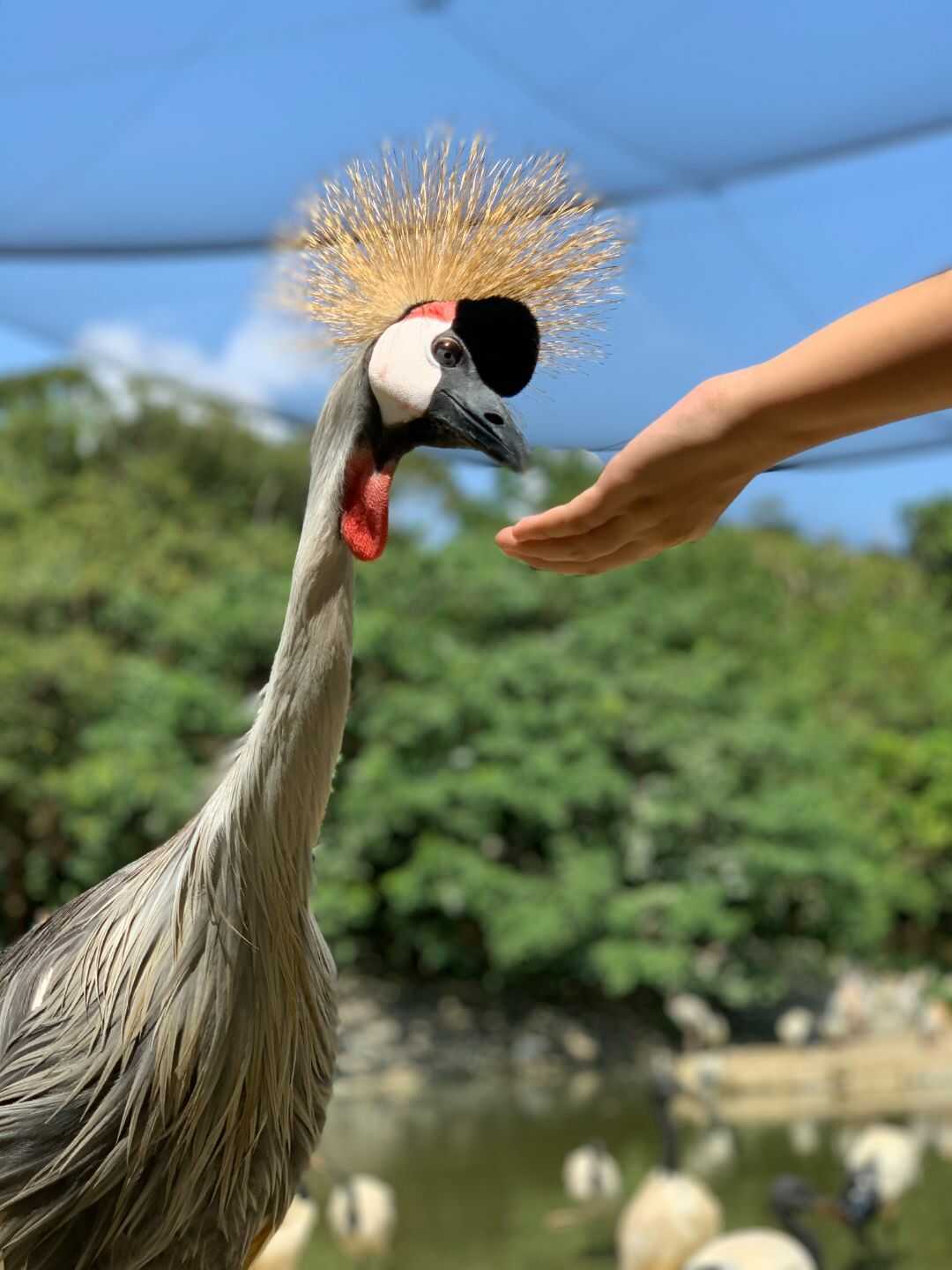 ネオパークオキナワのカンムリヅルにおやつをあげる風景