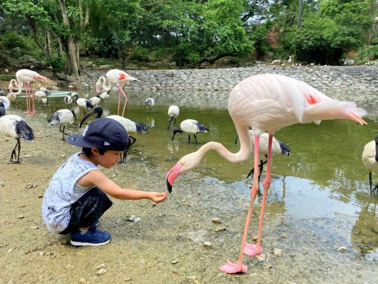 沖縄県名護市のネオパークオキナワのおやつあげ体験