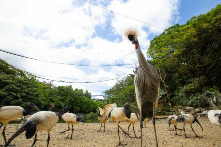 ネオパークオキナワのフラミンゴ湖