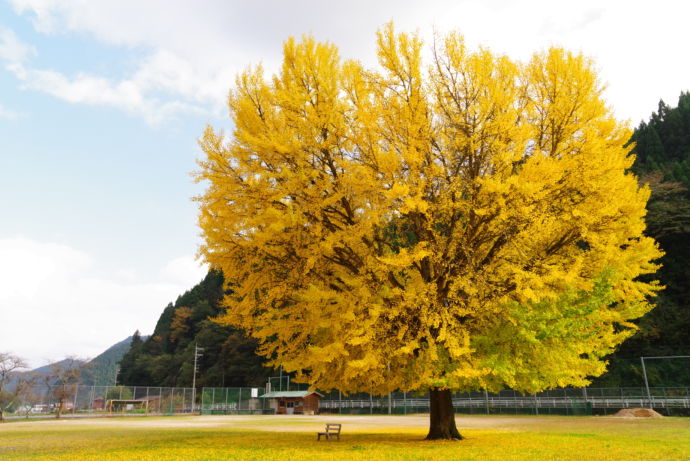 旧日野上小学校にそびえる大イチョウ