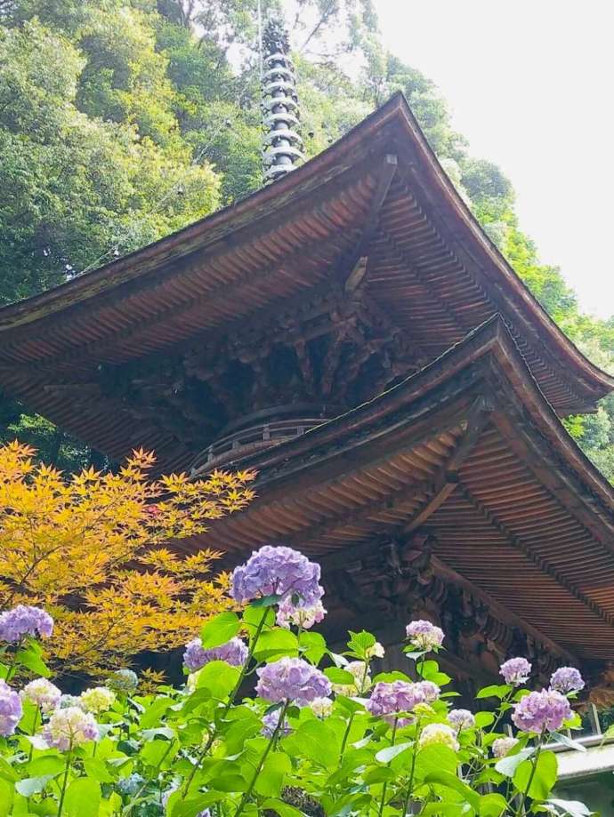 「大日山日龍峯寺（​高澤観音）」の多宝塔と開花した紫陽花