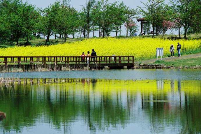 歩きやすく整備された上堰潟公園の遊歩道