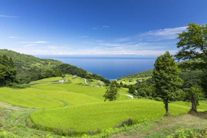 岩首昇竜棚田から望む海