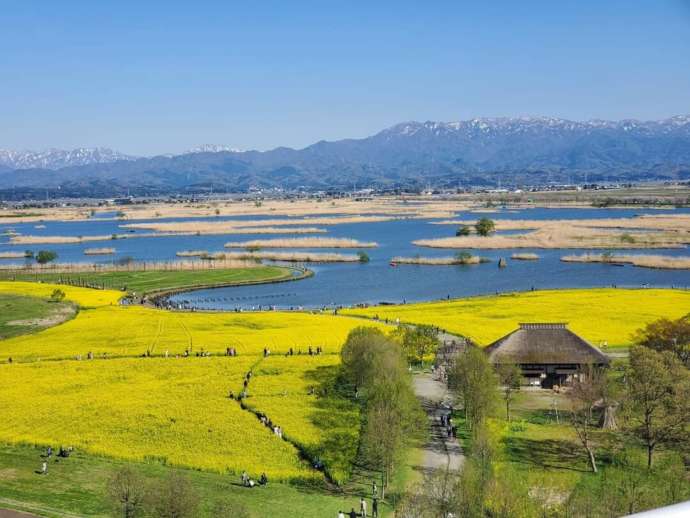 福島潟の風景