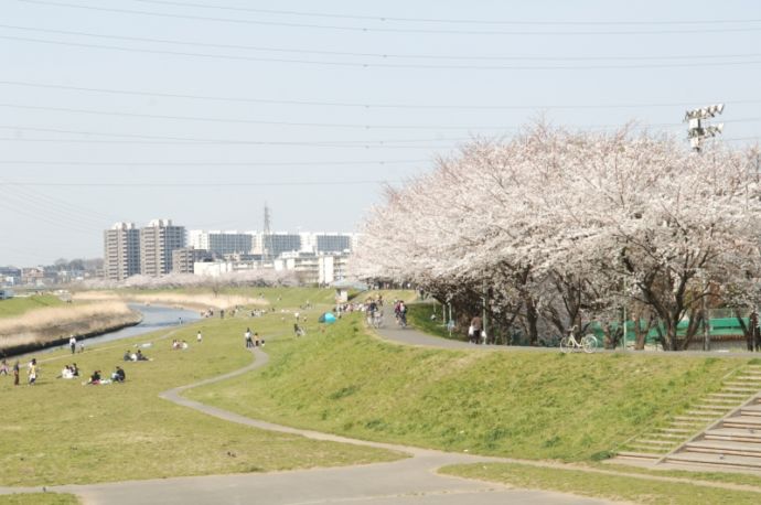 柳瀬川の河川敷と桜並木