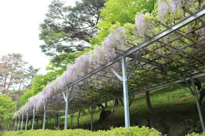 見ごろを迎えた「修善寺 虹の郷」の藤棚