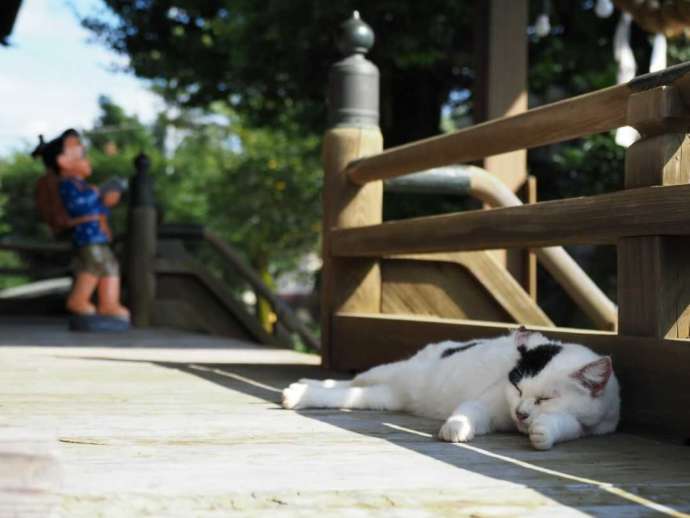 報徳二宮神社の猫・しろちゃん