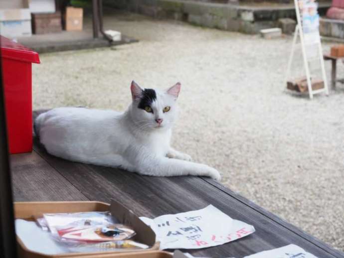 お守り授与所でくつろぐ猫