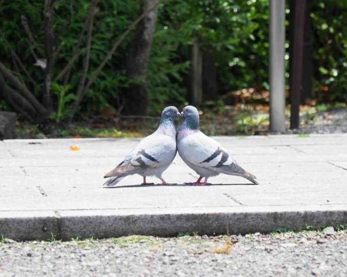 報徳二宮神社境内の仲むつまじい鳩