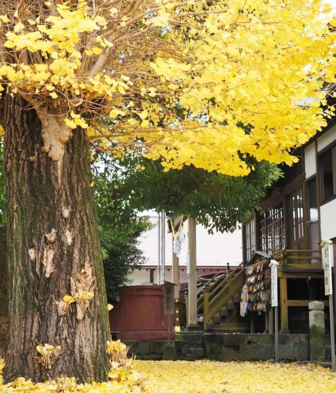 報徳二宮神社のイチョウ