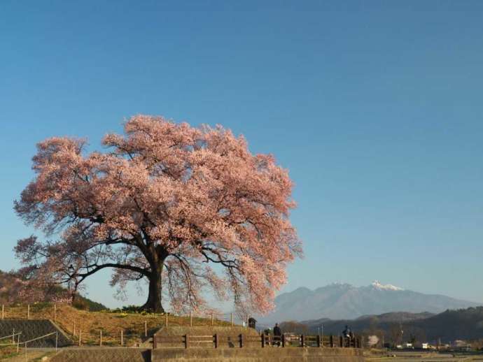 韮崎市にあるわに塚のサクラ