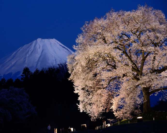 富士山をバックにライトアップされたわに塚のサクラ