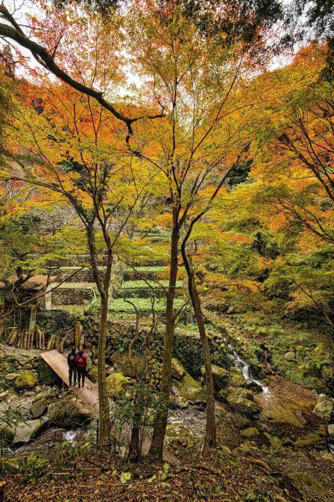 静岡県西伊豆町のワサビ田