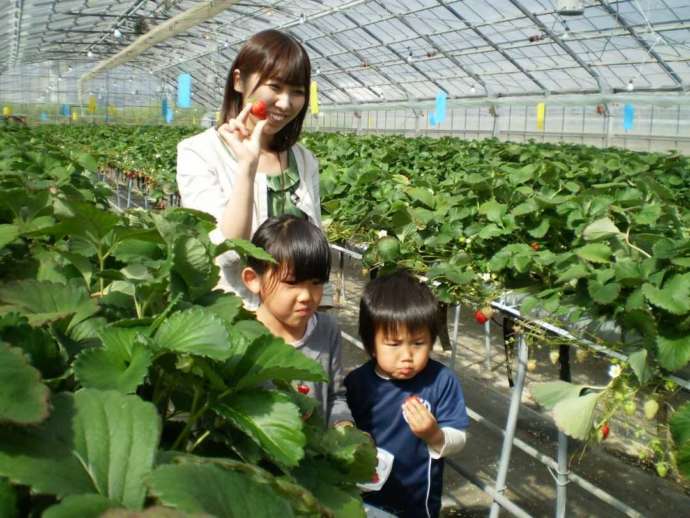 西島園芸団地のイチゴ狩り