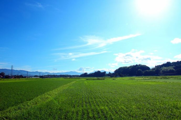 錦町の水田風景