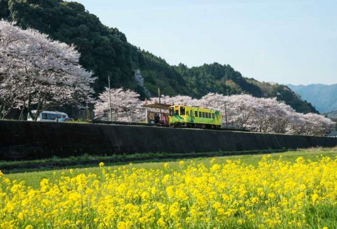 「錦川鉄道」が運営する錦川清流線で満開の桜と菜の花の間に停車する列車