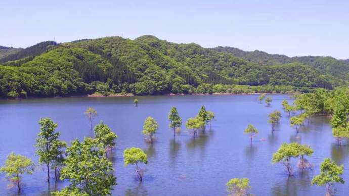 ダム湖の水没林「錦秋湖」