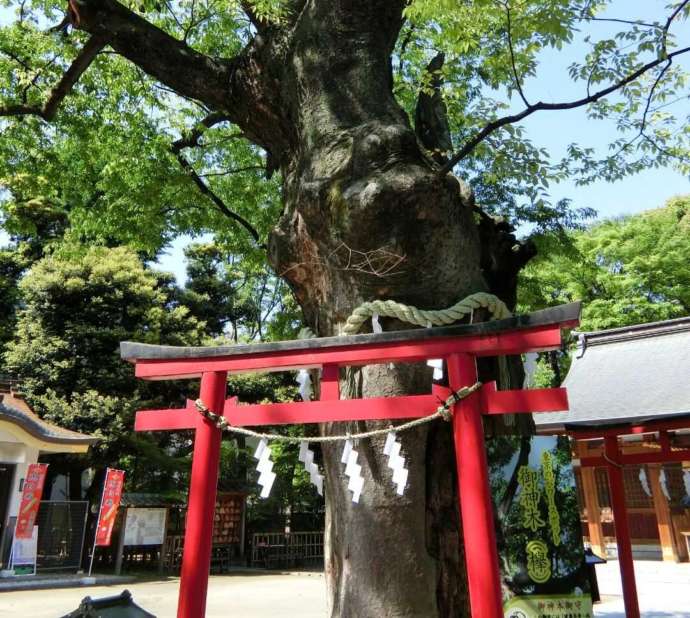 新田神社にある御神木