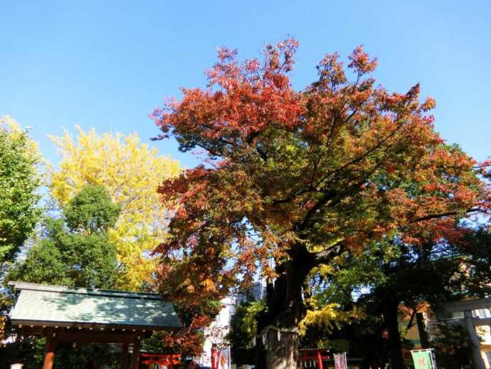 緑豊かな新田神社の境内