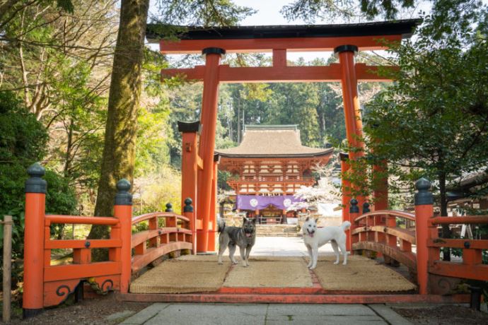 丹生都比売神社では毎月何組くらい神前結婚式を執り行っていますか