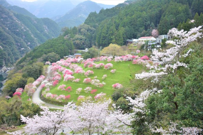 高知県仁淀川町の花桃