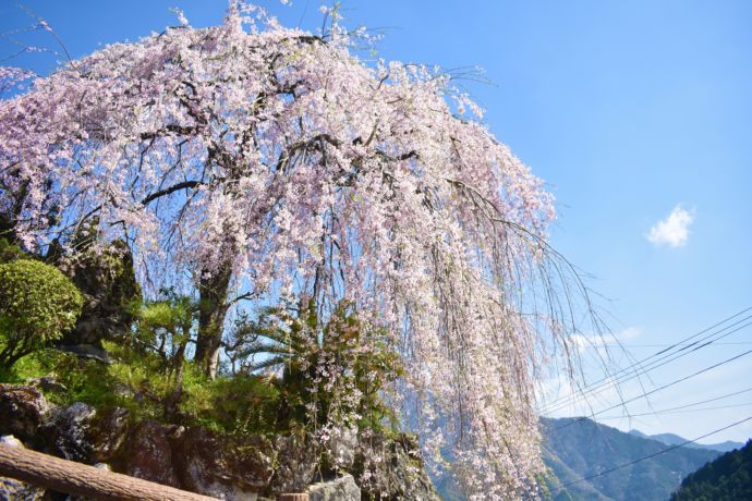 仁淀川町のしだれ桜