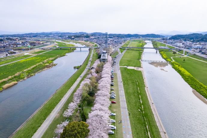 直方市の河川敷に咲く桜