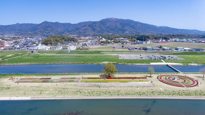 直方市の「チューリップフェア」の様子