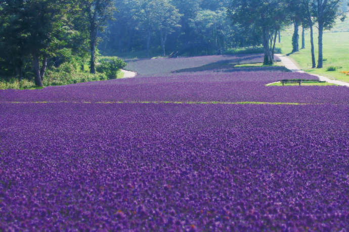 沼田市の玉原高原のラベンダー畑