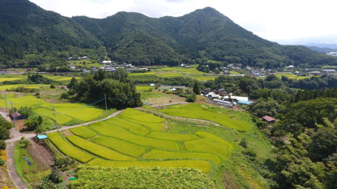 沼田市のドローンフライト体験で撮影した棚田の写真