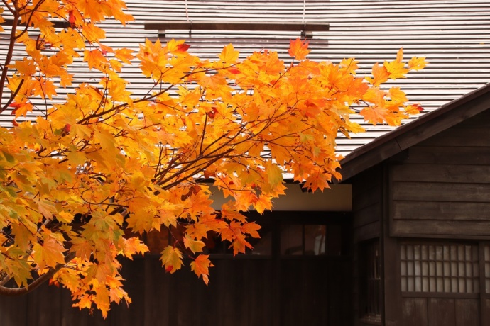 秋の沼田町