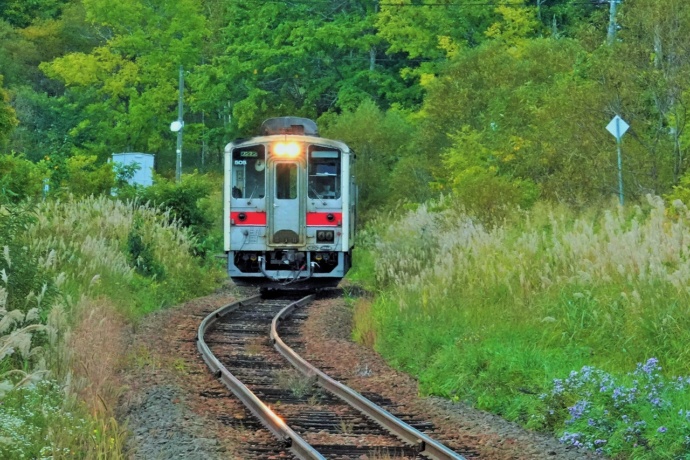 ススキの中を走る北海道旅客鉄道