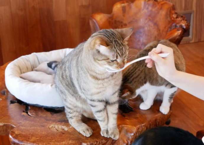 おやつを食べる「ニャンカンパネラ」の猫