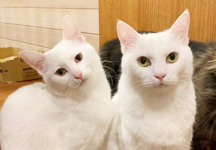 「ニャンカンパネラ」の猫たち