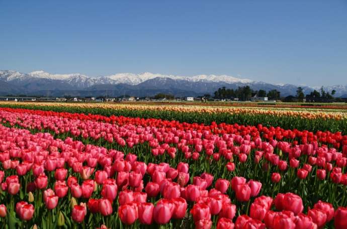 にゅうぜんフラワーロードの風景