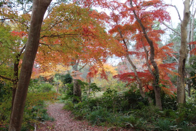 大網白里市の十枝の森