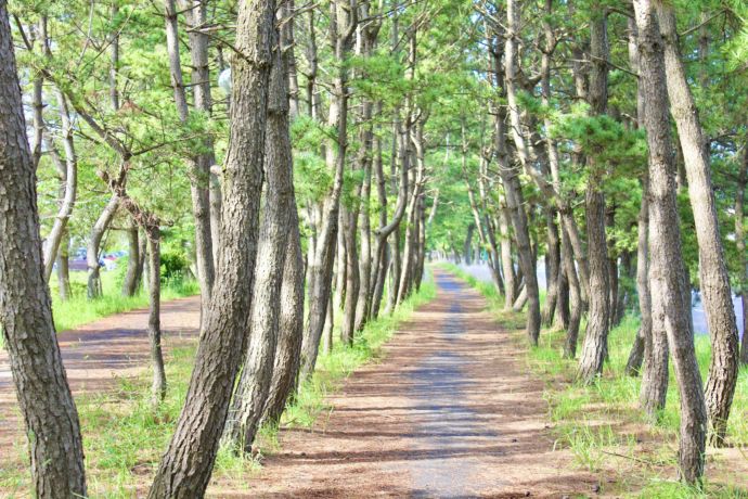 大洗町にあるサンビーチ通りの松林