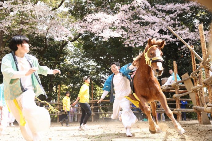 桜と半月七社神社おまんと祭り