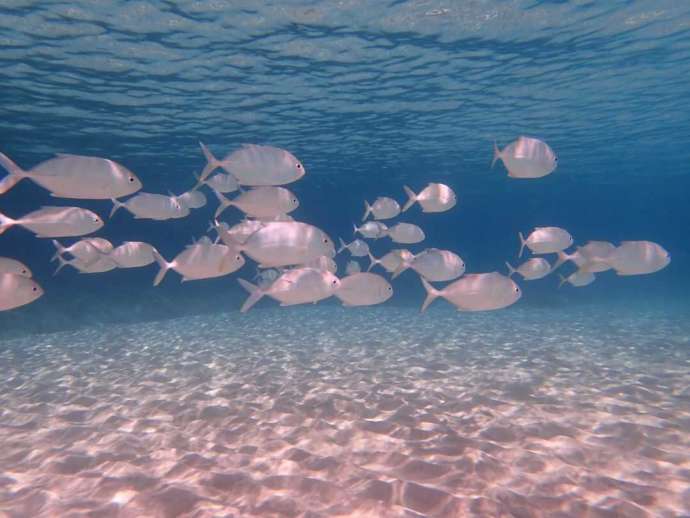 透明度の高い海を泳ぐコバンアジの群れ